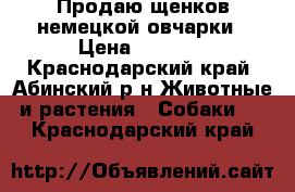 Продаю щенков немецкой овчарки › Цена ­ 4 000 - Краснодарский край, Абинский р-н Животные и растения » Собаки   . Краснодарский край